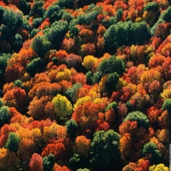 Aqua Allegoria Forte Rosa Palissandro Eau De Parfum 75ml