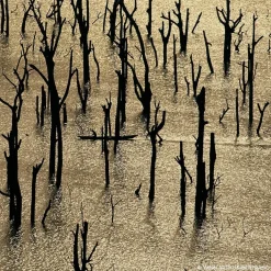 Aqua Allegoria Rosa Rossa Forte Eau De Parfum 75ml