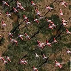 Aqua Allegoria Rosa Rossa Eau De Toilette 75ml