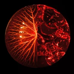 Art Of Hair Ashita Supreme Intense Revitalization Shampoo 300ml