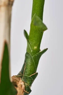 Black Bamboo Nourishing Calming Hand & Nail Cream 50ml