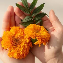 Blue Berry Plus 60 pcs