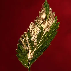 Boss Alive Absolu Eau De Parfum Intense 30ml