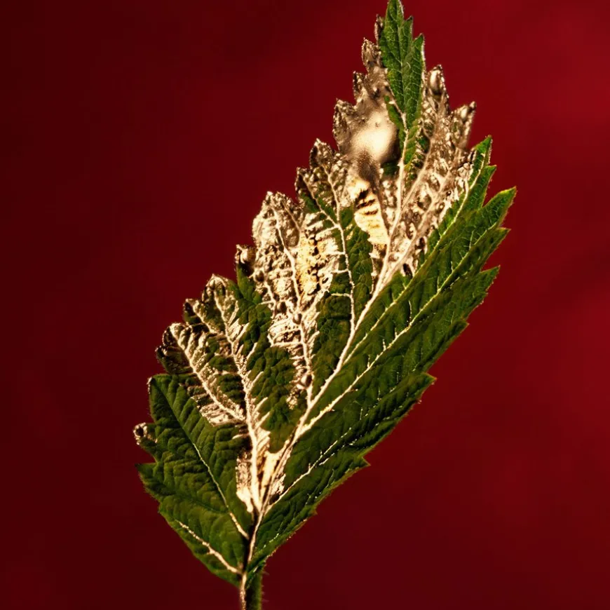 Boss Alive Absolu Eau De Parfum Intense 30ml