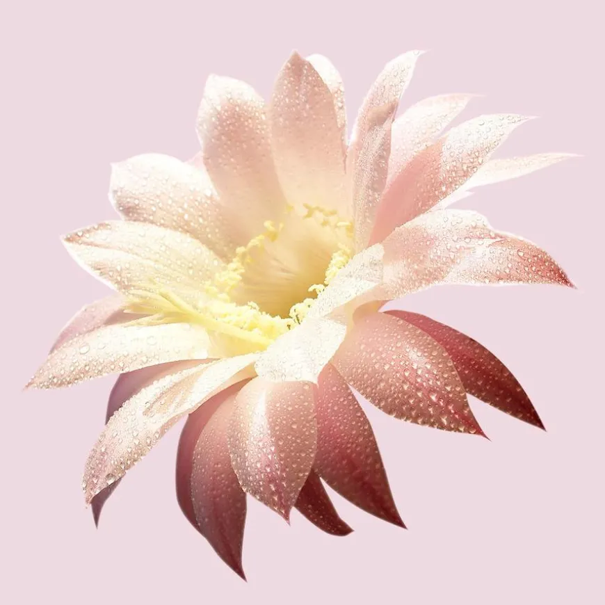 Boss Ma Vie Eau De Parfum For Women 50ml