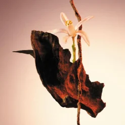 Boss The Scent Parfum For Women 50ml