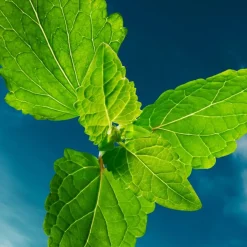 Bottled Bold Citrus Eau De Parfum 50ml