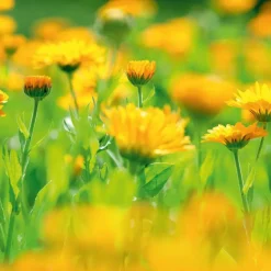 Calendula Baby Oil 200ml