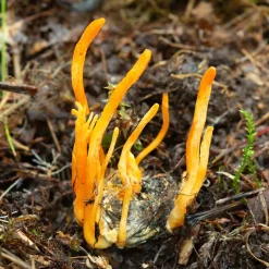 Cordyceps Plus 30 pcs