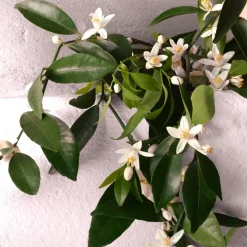 Devotion Eau de Parfum Intense 50ml