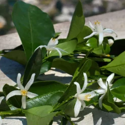 Devotion Eau De Parfum 100ml