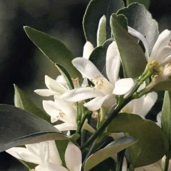 Eau De Parfum Naturelle For Women 50ml