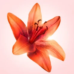 Flowerbomb Tiger Lily Eau De Parfum 50ml