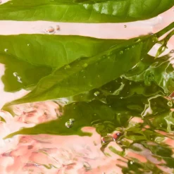 Idôle Eau de Toilette 100ml