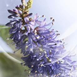 La Vie Est Belle Iris Absolu Eau De Parfum 100ml