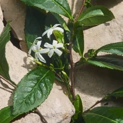 Light Blue Capri In Love Eau De Parfum 100ml