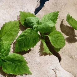 Light Blue Capri In Love Pour Homme Eau De Parfum 100ml