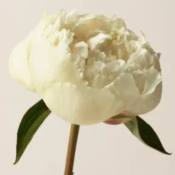 London Eau De Parfum For Women 50ml