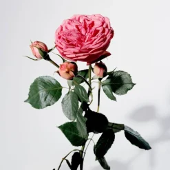 My Burberry Eau De Parfum For Women 90ml