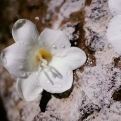 Nomade Eau De Parfum For Women 75ml