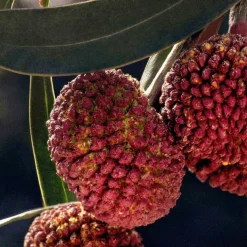 Perfumed Body Lotion 200ml