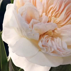 Perfumed Deodorant For Women 100ml