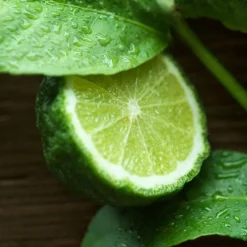 Polo 67 Eau de Toilette 40ml