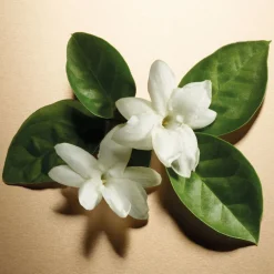 Pour Femme Eau De Parfum 100ml