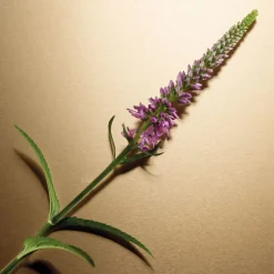 Pour Femme Eau De Parfum 100ml