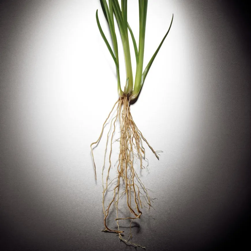 Pour Homme Eau De Parfum 100ml