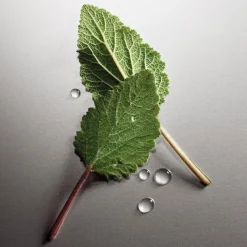 Pour Homme Eau De Parfum 50ml