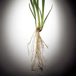 Pour Homme Eau De Parfum 50ml