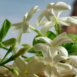 Q By Dolce&Gabbana Parfum 50ml