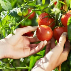 Replica From the Garden Eau De Toilette 100ml