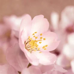 Sensitive Facial Cream 30ml