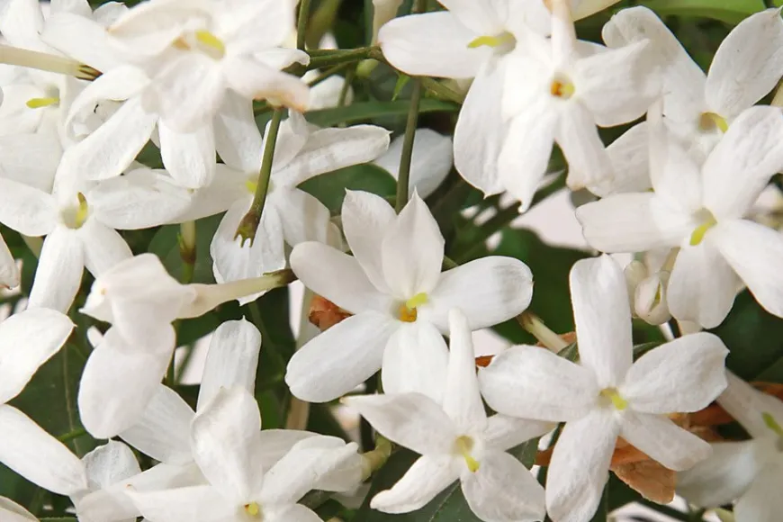 Sexy Amber Eau De Parfum 50ml