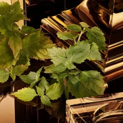 The One Pour Homme Gold Intense Eau De Parfum 100ml