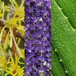 Witch Hazel & Lavender Toner 236ml